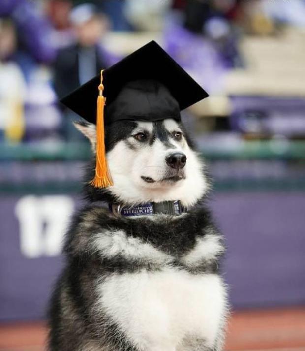 Template meme Graduate Dog