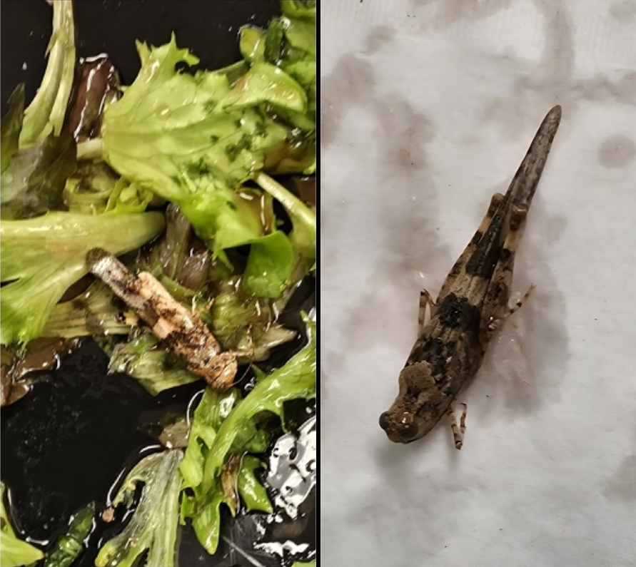Plantilla de meme Grasshopper Salad