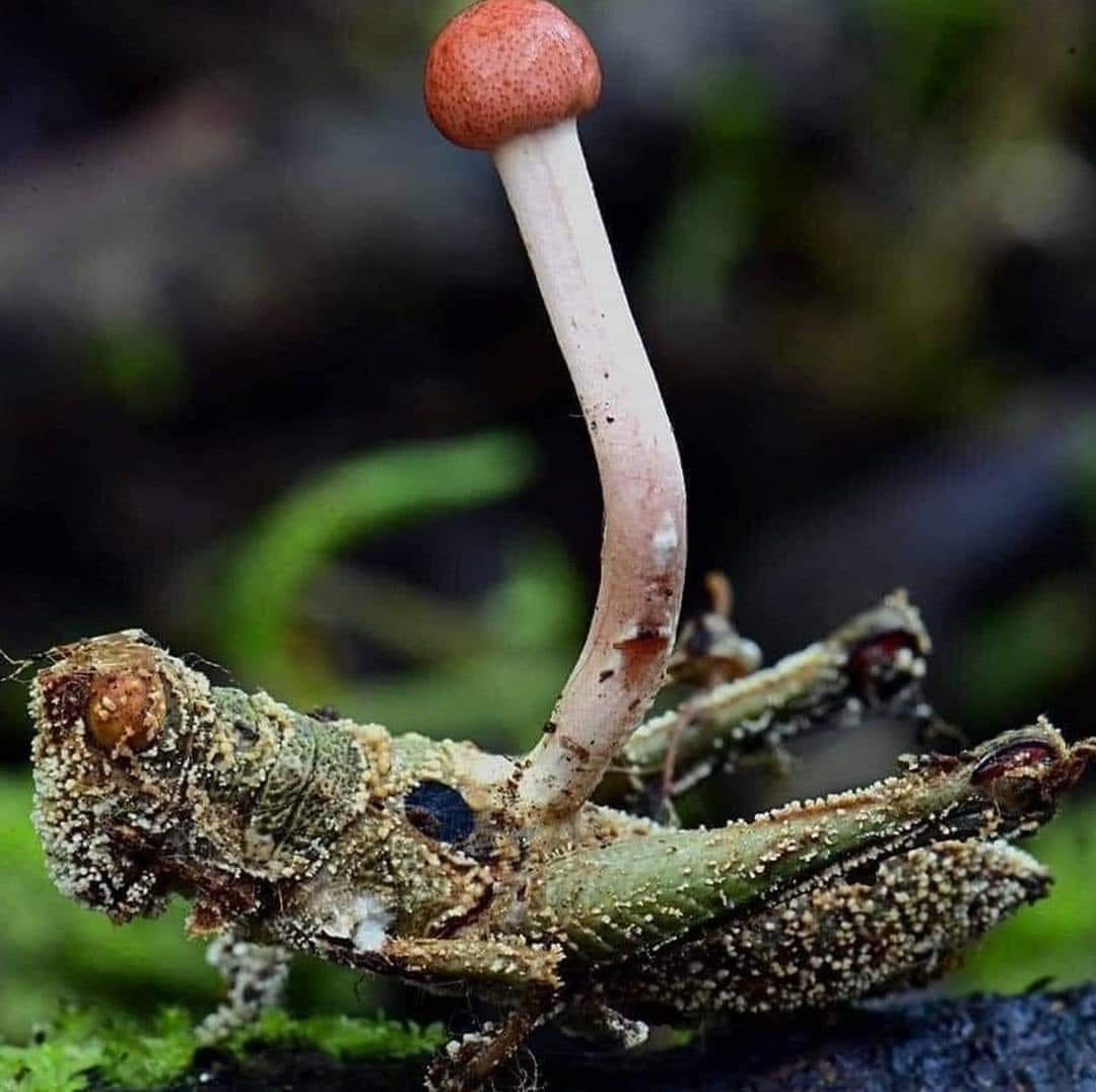 Plantilla de meme grasshoppershroom
