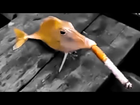 Gray Trout... I haven’t heard that name in years meme template