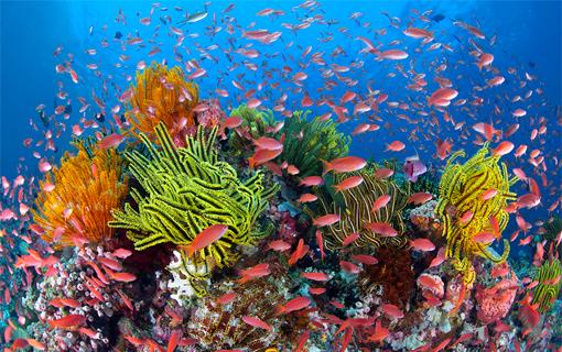 Great Barrier Reef meme template