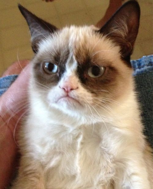 Plantilla de meme Grumpy Cat