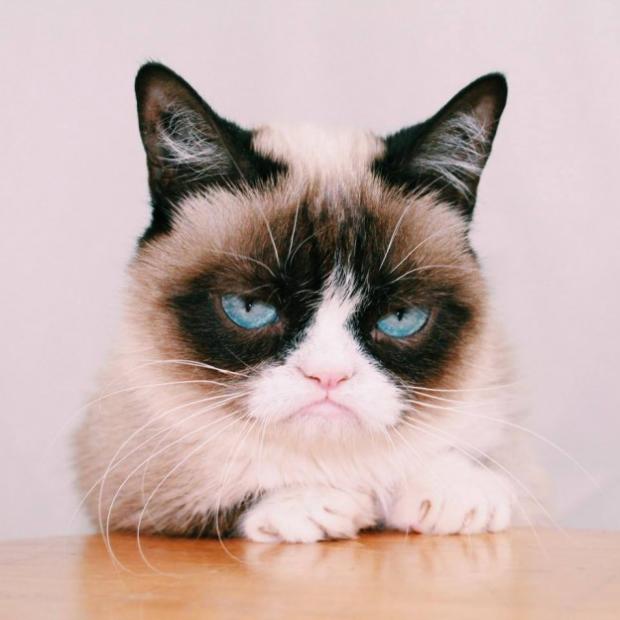 Plantilla de meme grumpy cat again