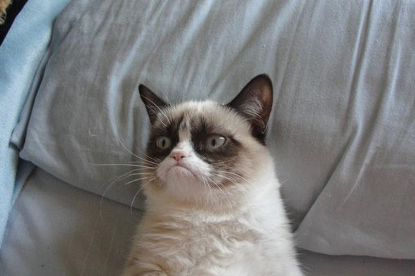 Plantilla de meme Grumpy Cat Bed