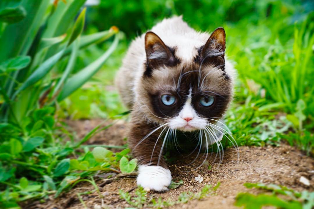 Plantilla de meme Grumpy Cat in a Jungle!