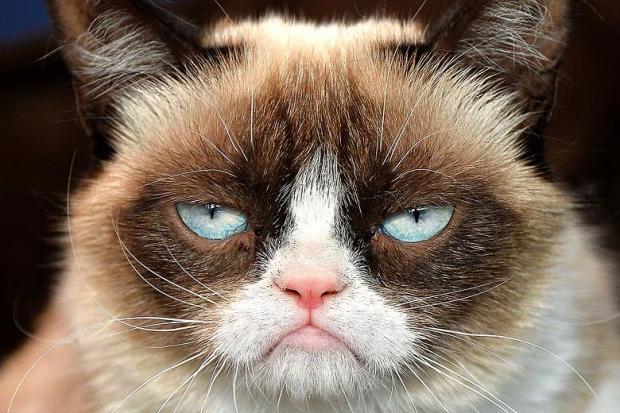 Plantilla de meme Grumpy Cat Not Amused