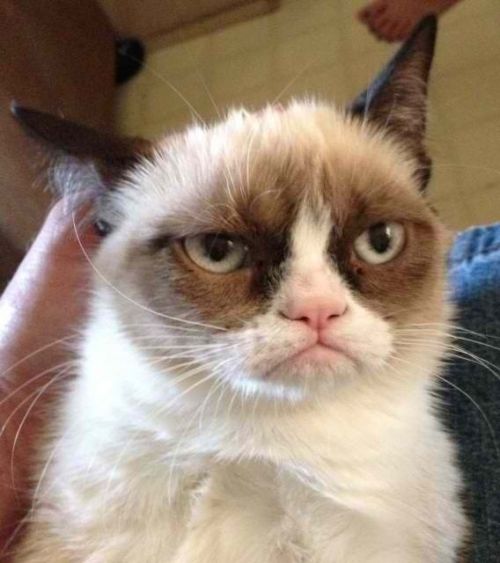 Plantilla de meme Grumpy Cat Reverse