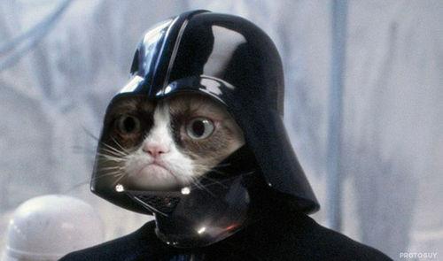 Plantilla de meme Grumpy Cat Star Wars