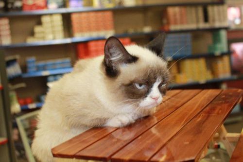 Plantilla de meme Grumpy Cat Table