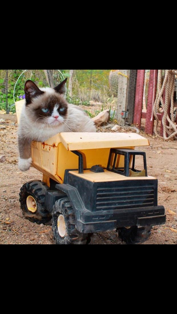Plantilla de meme Grumpy Cat - Tractor