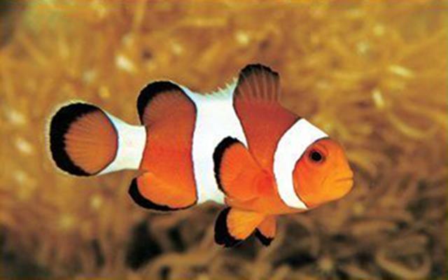 Template meme grumpy clownfish