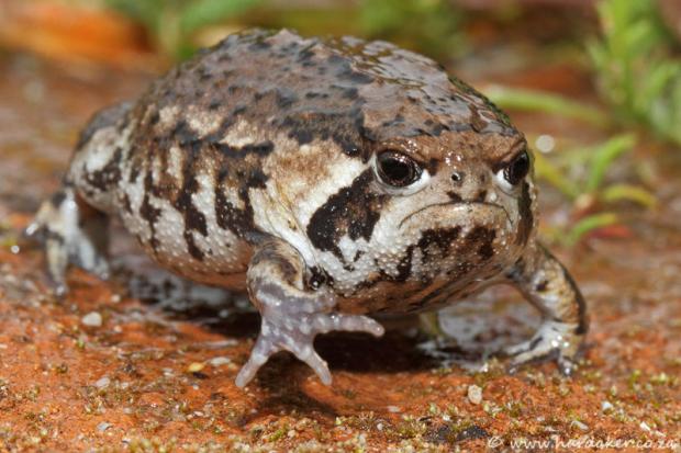 Plantilla de meme Grumpy Toad