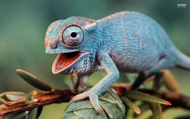 Plantilla de meme Guffaw chameleon. 