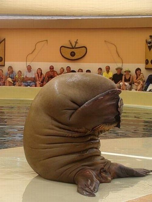 Guilty Walrus meme template