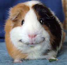 Plantilla de meme Guinea Pig