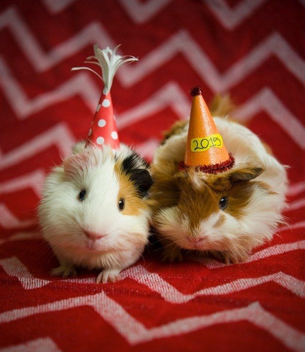 Template meme guinea pig birthday