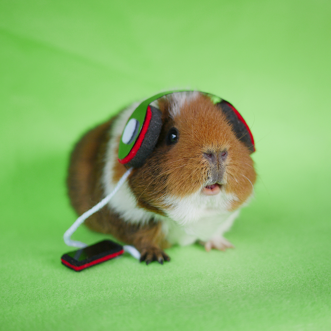 Plantilla de meme guinea pig headphones