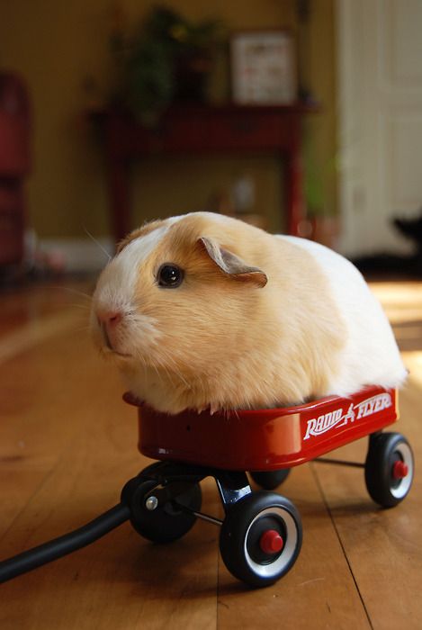 Template meme Guinea Pig in wagon 