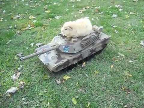 Template meme Guinea pig tank