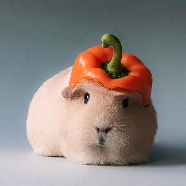 Plantilla de meme Guinea pig with vegetable