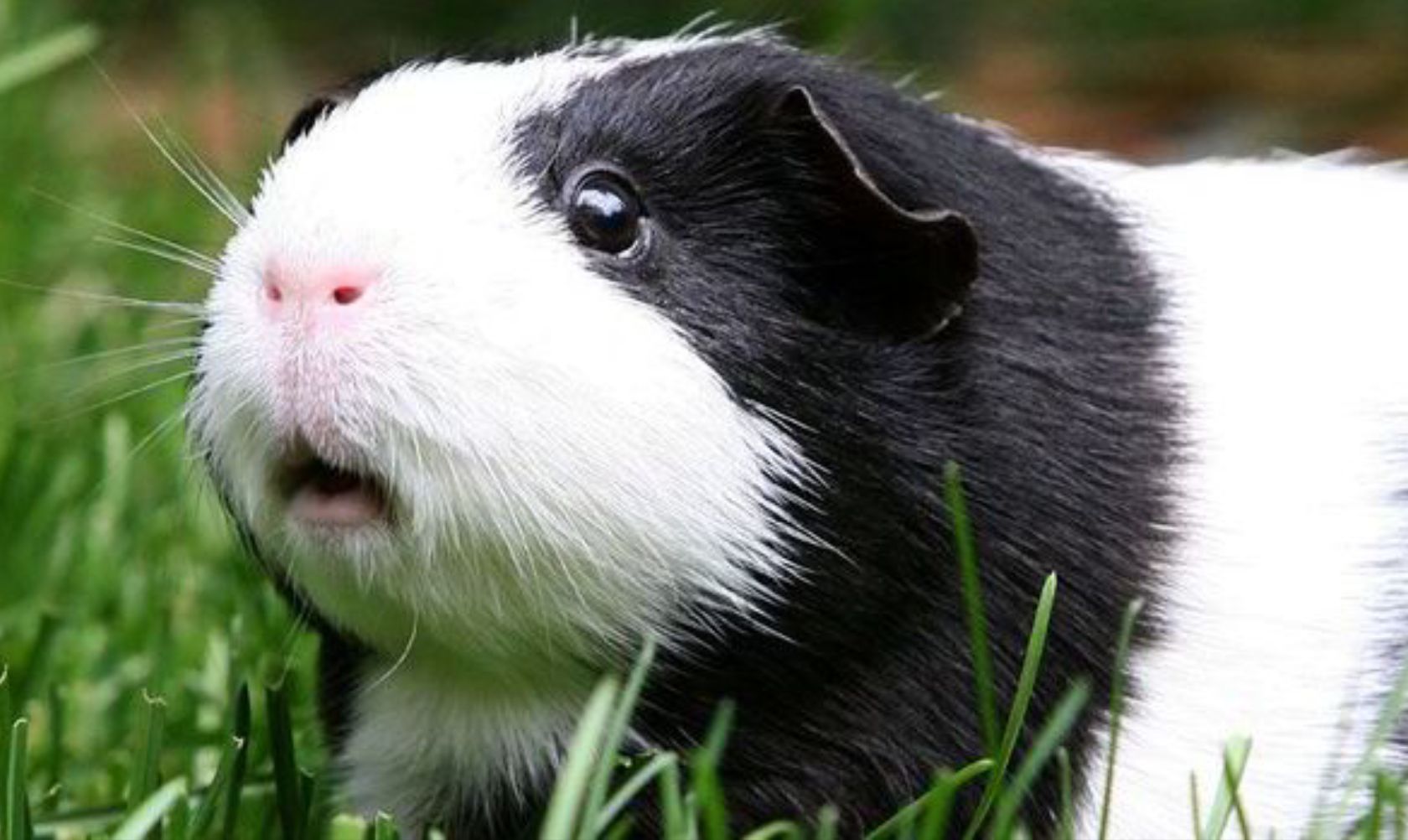 Template meme Gullible Guinea Pig