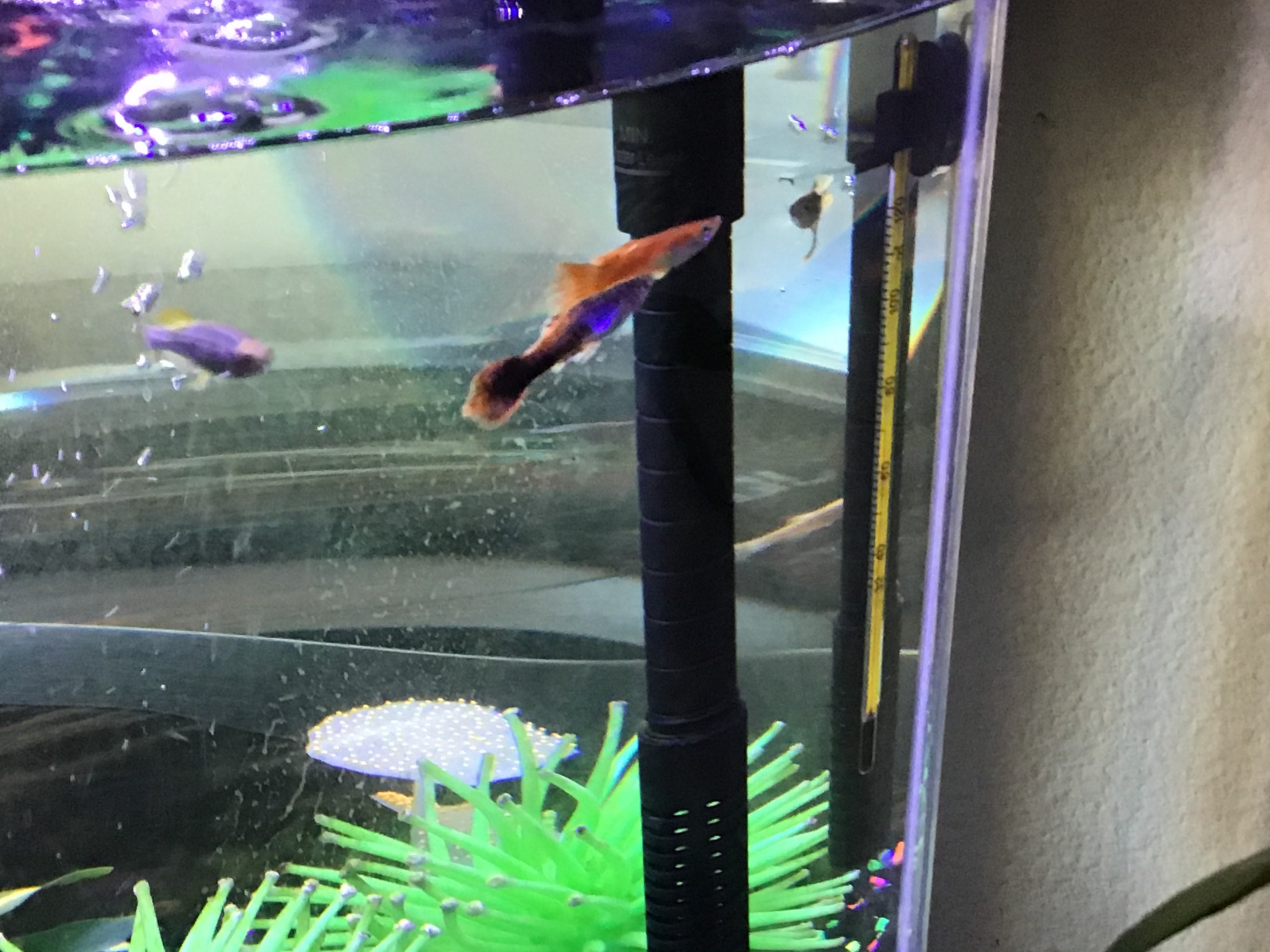 Guppies in a group meme template
