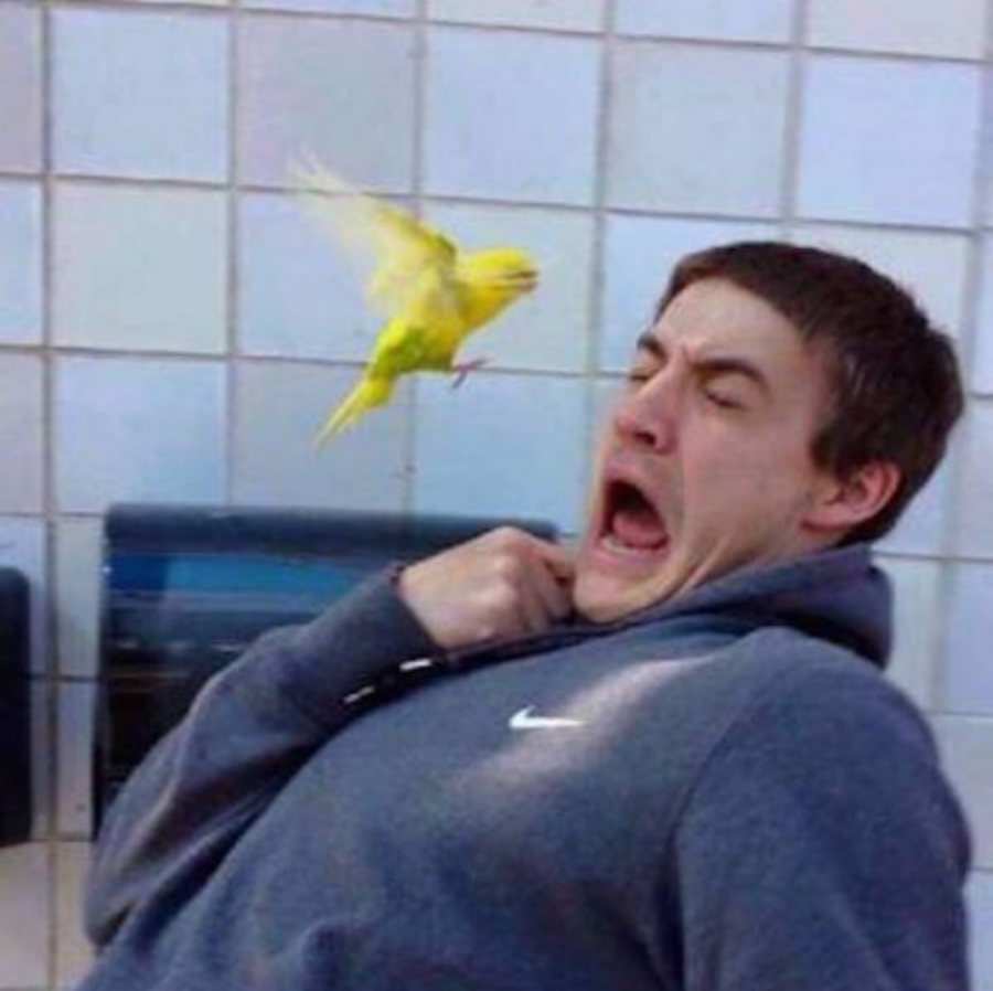Template meme Guy scared of bird yellow parrot instagram size