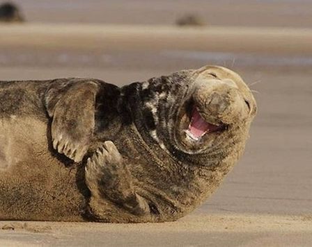 Haha! your so funny walrus meme template
