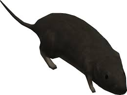Template meme Halo 3 rat