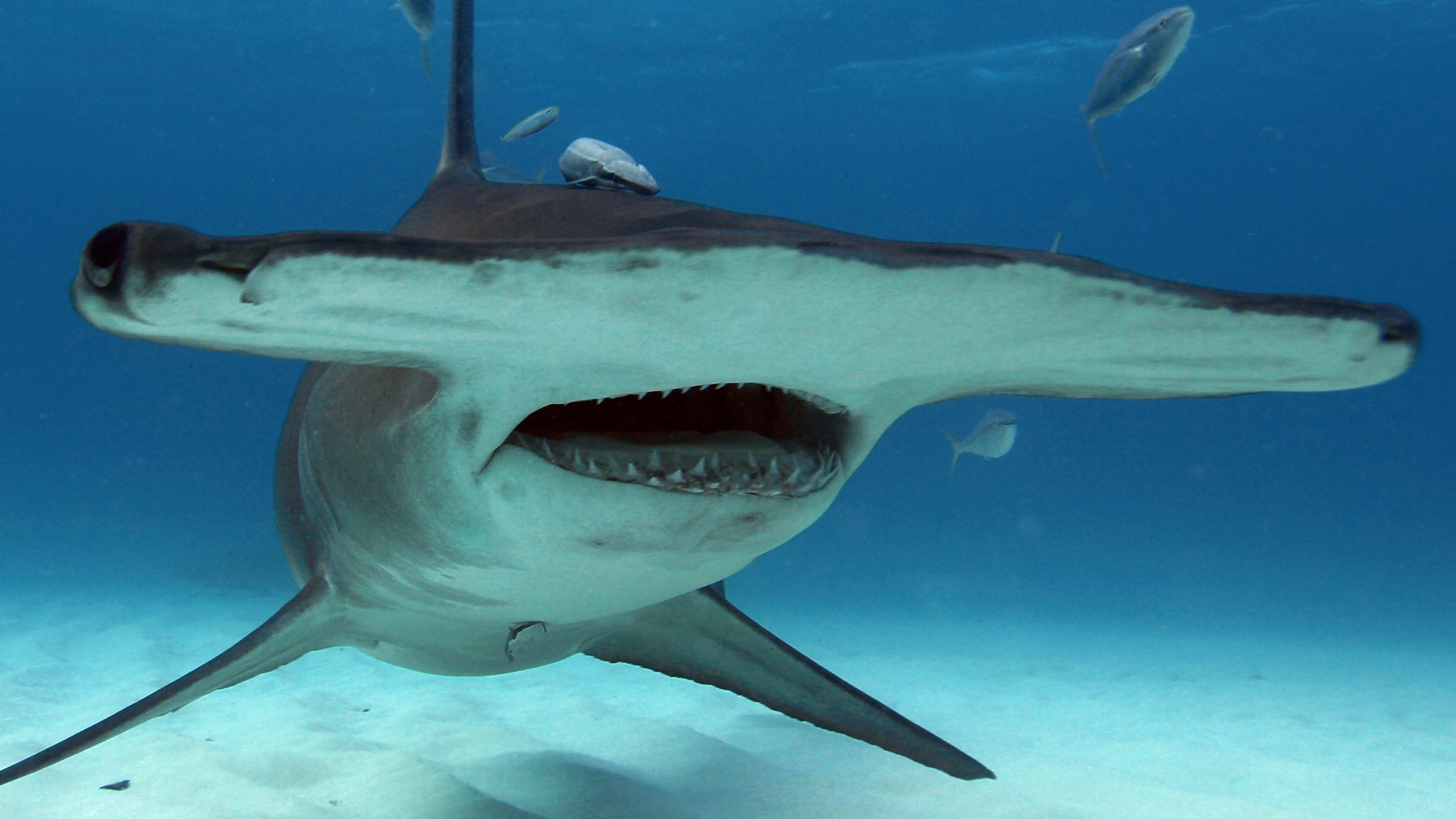 Hammerhead meme template