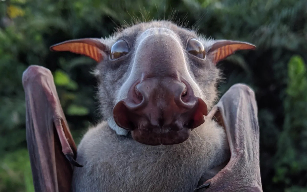 Hammerhead bat meme template