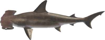 Hammerhead shark meme template