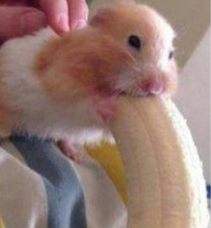 Template meme Hamster Banana Meme