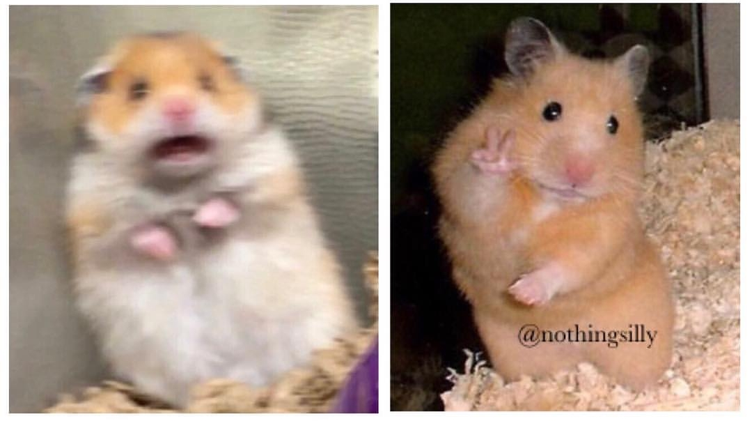 Plantilla de meme Hamster meme