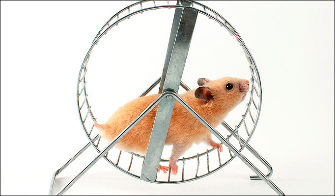 Plantilla de meme Hamster on wheel