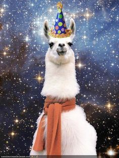 Template meme Happy Birthday Alpaca