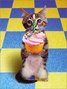 Template meme Happy Birthday Cat