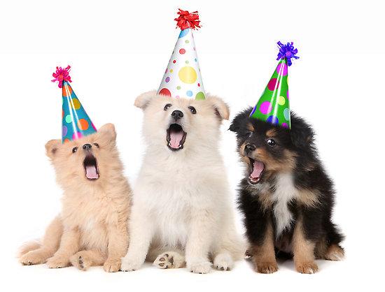 Template meme happy birthday puppies