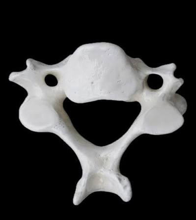 Happy C6 vertebra meme template