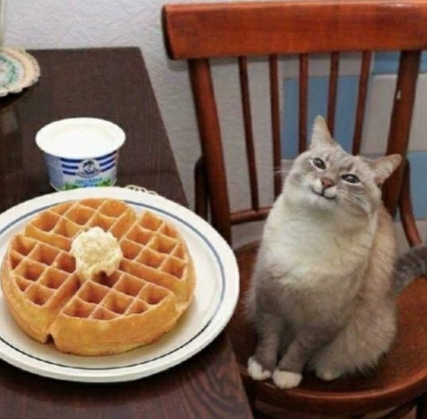 Template meme Happy cat with waffle