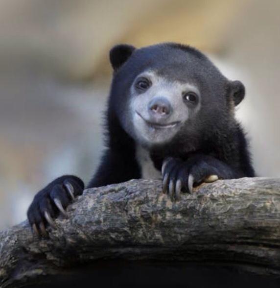 Plantilla de meme Happy Confession Bear