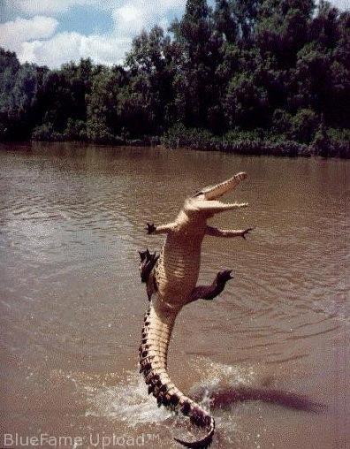 Plantilla de meme Happy Crocodile