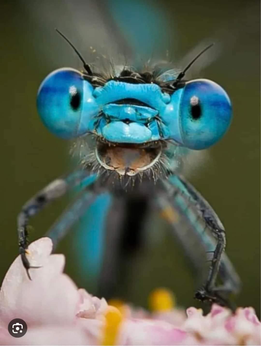 Happy Dragonfly meme template