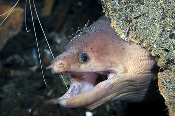 Happy Eel meme template