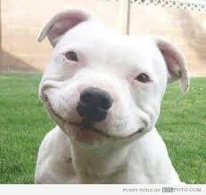 Template meme Happy Friday Puppy