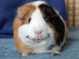 Plantilla de meme happy guinea pig