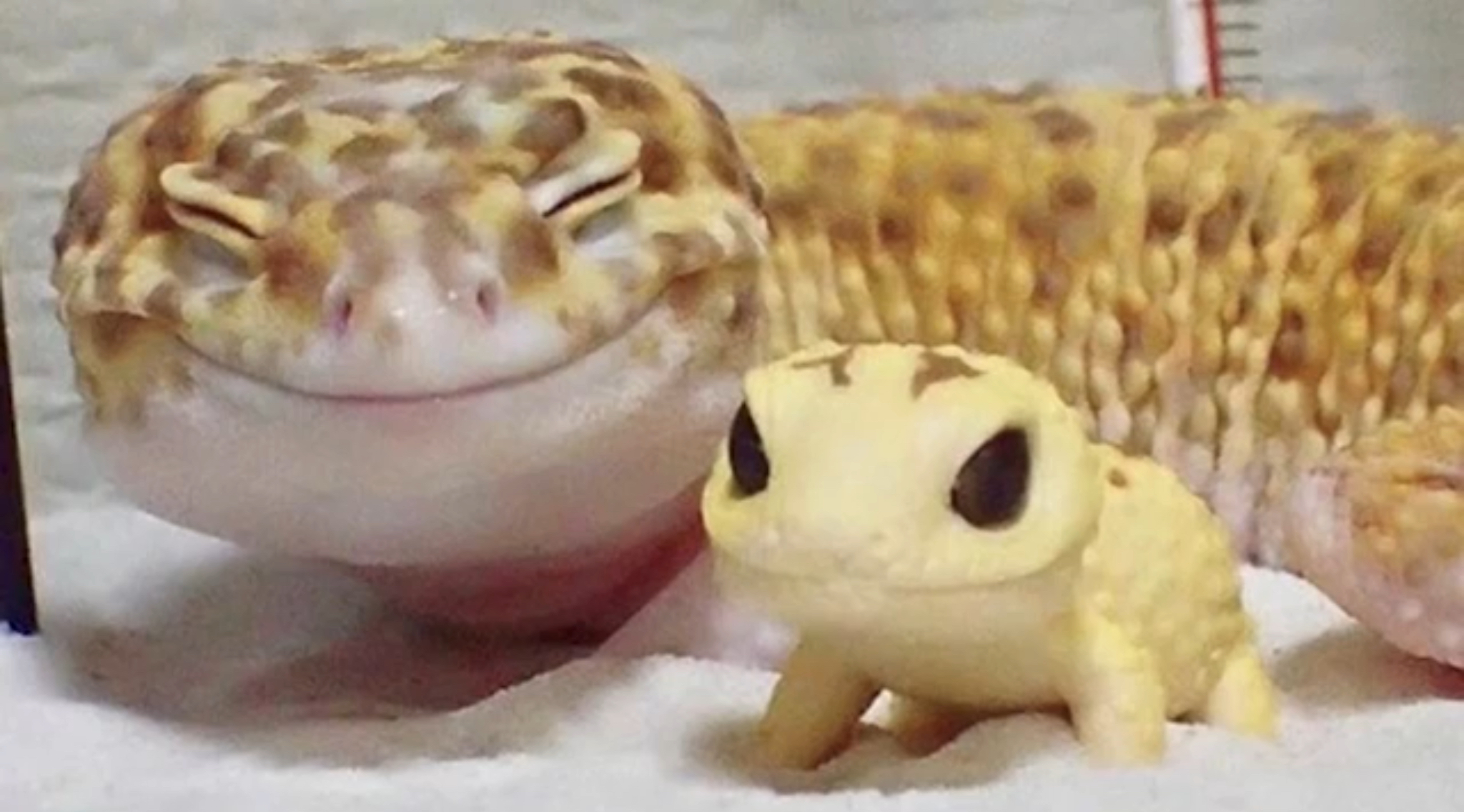 Plantilla de meme Happy salamander