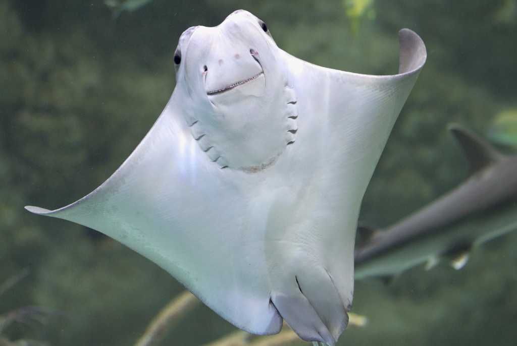 Plantilla de meme Happy Stingray