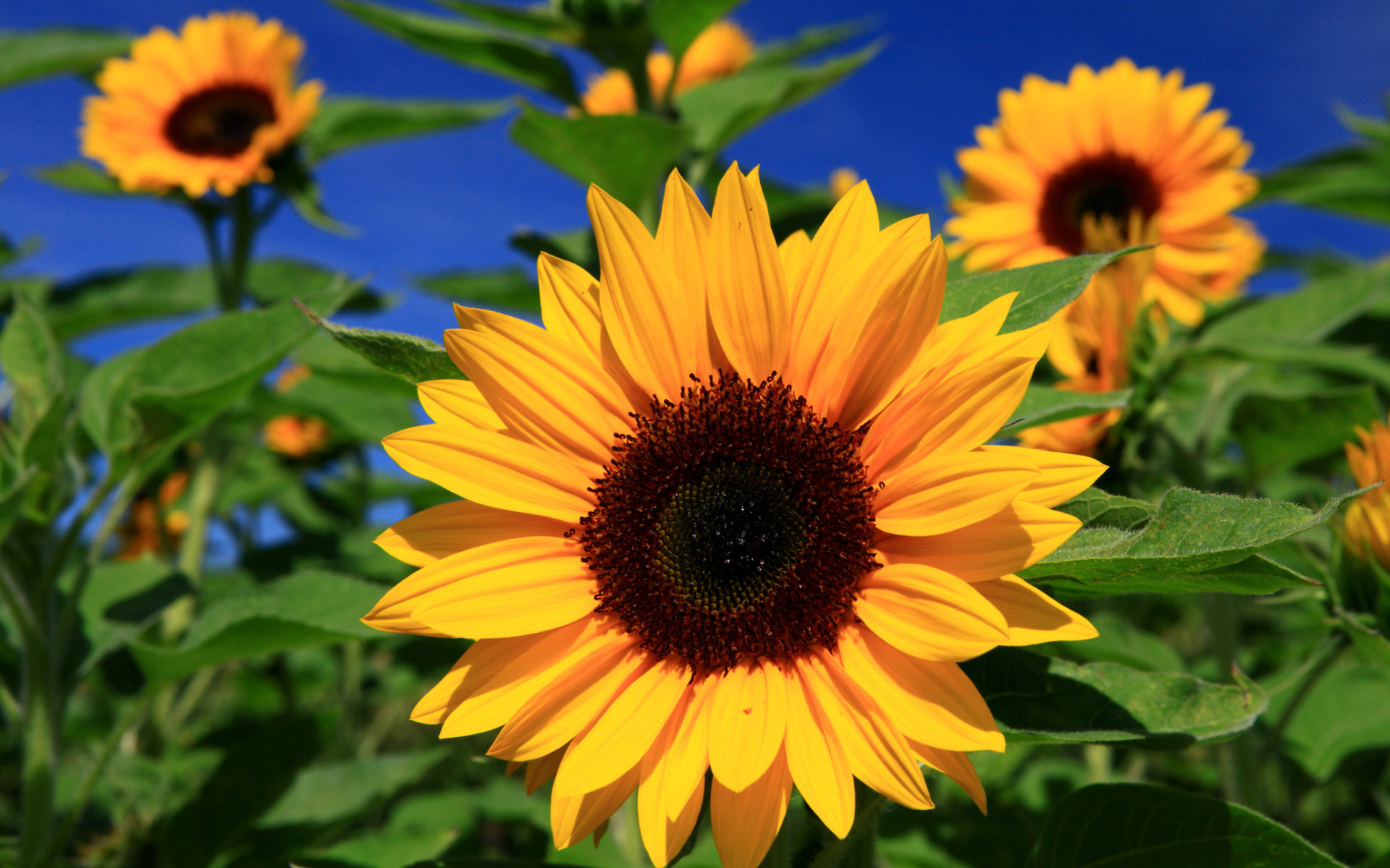 Happy Sunflower meme template