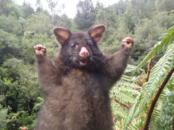 Plantilla de meme Happy Tasmanian Devil